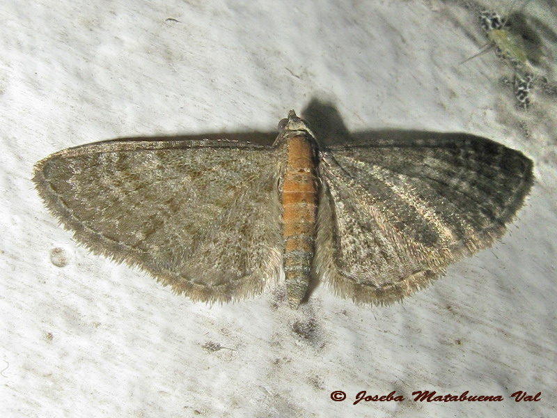 Eupithecia sp. (Geometridae)